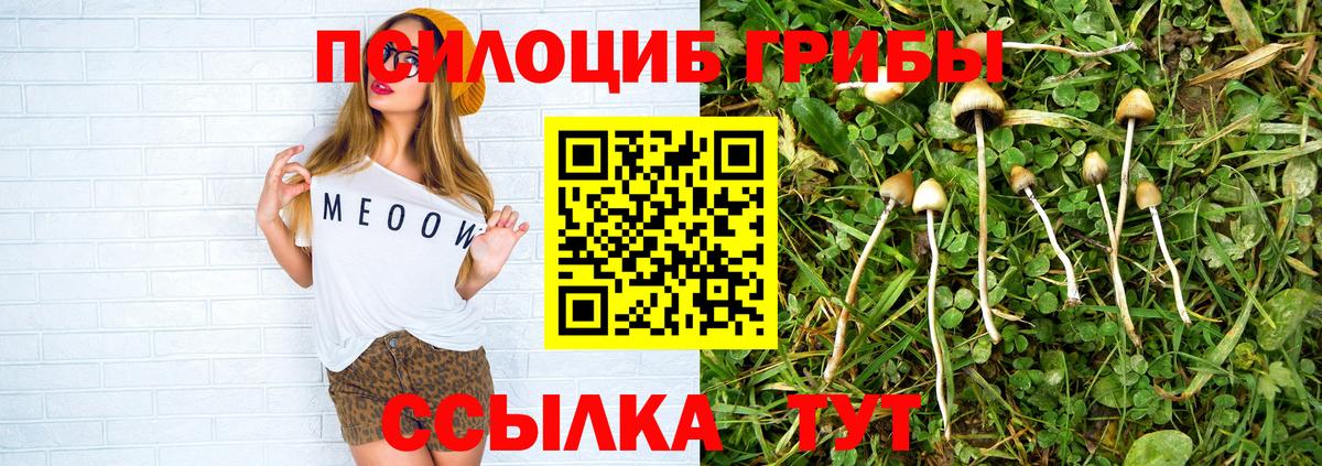 Псилоцибиновые грибы Psilocybine cubensis Тобольск